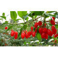 Xinjiang factory supply goji berry for sale